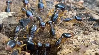 Amazing Ant Facts That Will Blow Your Mind! #AntFacts #DidYouKnow #FunFacts