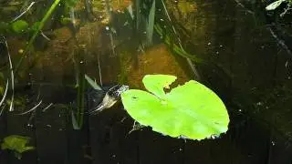 De Waterschildpad