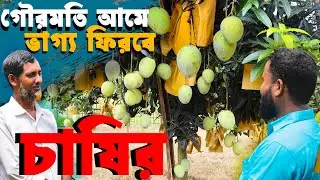 রফতানি যোগ্য গৌরমতি আম চাষে ভাগ্য ফিরবে চাষিদের | গৌরমতি আম চাষ পদ্ধতি | Gourmoti Mango Farming