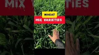 Wheat varieties mixing : Beneficial 👍  #shorts