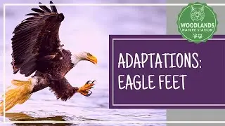 Adaptations:  Eagle Feet  (Also available on Flipgrid)