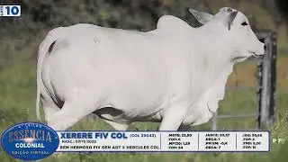 LOTE 10   COL 29043 XERECE FIV COL