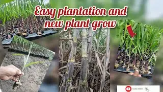 🌱sugarcane bud cutting & easy plantation 🧑&zwj;🌾#viralvideo #sugarcane  #youtube 