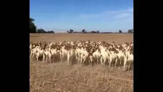 ‼️ENJOYING BOER GOAT HEARD‼️FARM LIFE