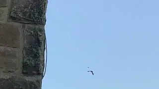 Red kite in flight
