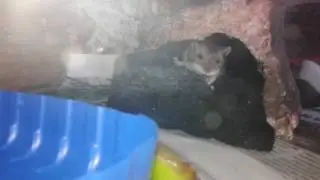 Field mouse playing in terrarium.