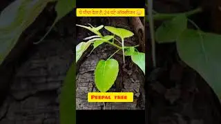 ये पौधा देता है,24 घंटे ऑक्सीजन।sabse jyada oxygen Dene vale plants #shorts #viral #facts #oxygen