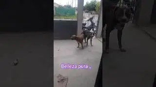 #pitbulldog #pitbullpuppy #perros #perrosfelices #birds