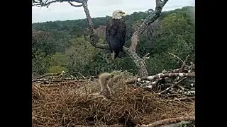 NEFL Eagles ~ It's Cold! Mom covers the Eaglets under a blanket of hay! Jan14, 2026