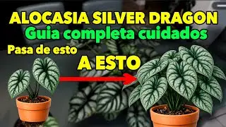 Cuidados Alocasia Silver Dragon / Hacks plantiles