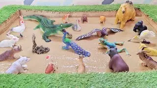 Prepare for a Delightful Journey into a Wild Jungle and Forest Zoo Animals!