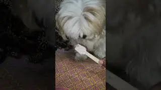 Fluffy is eating pasties. #subscribe #reels #like #doglove