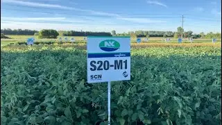 NK Food Grade Soybean Plot