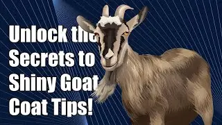 Unlock the Secrets to a Shiny Pygmy Goat Coat &ndash; Don't Miss Out!