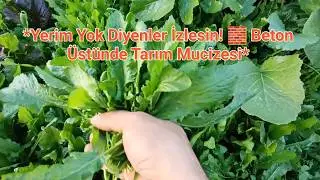 BETON ÜSTÜNÜ BAHÇEYE ÇEVİRDİM #bahçe #doğal #köy #sebze #kendinyap
