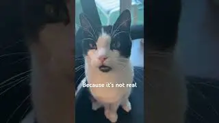 Laser Pointers Are a Scam &ndash; Signed, Oreo the Cat