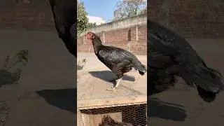 Parrot Beak Aseel Top Quality #parrotbeaklongtailaseel #chicken #birds #farm #shonk #roosterfarm