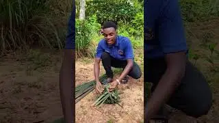 How to quickly make a hat from palm leaves.  Spice farm.  Zanzibar