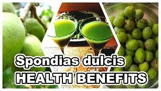 Spondias dulcis  (Ambarella fruit)|| Health Benefits Of This Exotic Drinks #BOVKATvlog, #spondias,