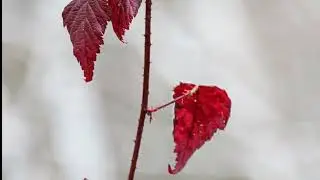 The Trees Speak to Me