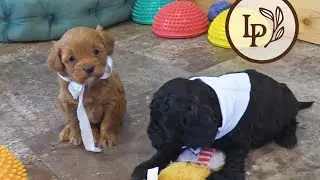 Meet Bessie's F1b Mini Cavapoo Puppies! - The 