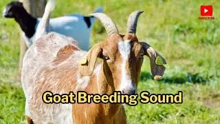 GOAT BREEDING SOUND | GOAT FARMING 