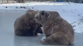 When your bestie challenges you to a slide-tackle on the ice&hellip; Bear style!