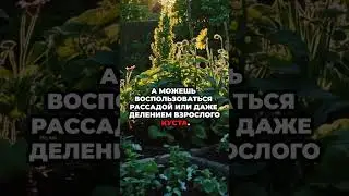 Мелисса лимонная посадка и уход