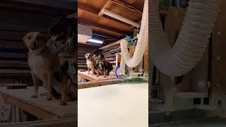 Wood shop CNC Sign Making #woodworking #wood #business #cnc #shopdog #dog #dogs  #dogshorts #music