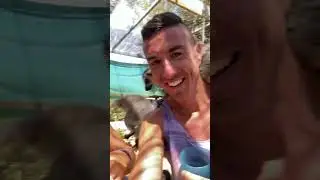 LEMURS🥰🥰🥰 so kool! #vacation #animals #cyprus #holiday #getaways #getawayideas #sun #sunshine