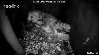 Sid, the Male Barn Owl, Returns With a Mouse.  Owl Box C - 3/31/23 - 8:15 am