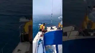 Orcas destroying small boats in Spain #orca