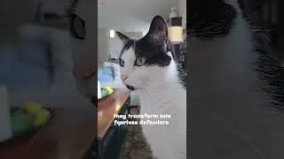 Ваша кошка проявляет защитнические инстинкты? Аудио: ask_my_cats #фактыокошках #основыокошках #ви...