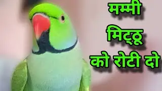 Mummy Bolne Wala Tota || Me Mitthu Me Karta || Talking Parrot 