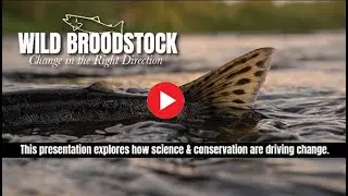 Wild Broodstock-Change in the Right Direction.