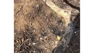 Mauritius Oil Spill..