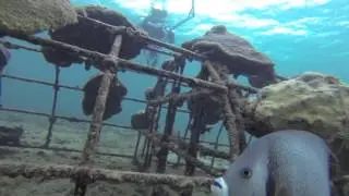 Lauderdale-By-The-Sea Biorock Project