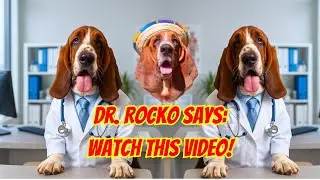 Топ-3 самых смешных моментов из &laquo;Приключений Рокко&raquo;