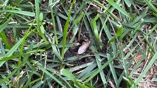 Nuptial Flight