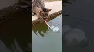 Cat uses a straw to mimic an insect falling into water