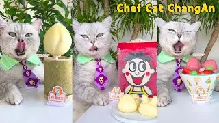 Cat Chef&rsquo;s New Recipe That Will Make You Drool!🤤🍨|Cat Cooking Food|Cute And Funny Cat