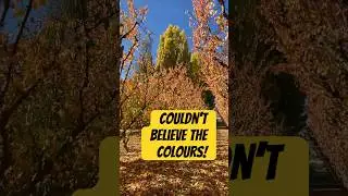 Stunning Autumn Colour in a Central Otago Orchard - #travel #autumncolors #vacation #newzealand