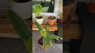 HOW TO BUILD A PLANT BENCH / diy natural material outdoor bench / shorts