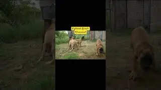 Highbrook Kennels #canecorso #bangalorecanecorso #dog #Highbrookkennelbangalore #canecorsopuppies