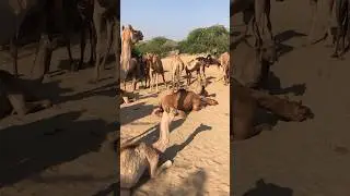 Camel herd after eating grass #shorts