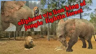 Elephant v/s lion fighting in foresr real fighting animals
