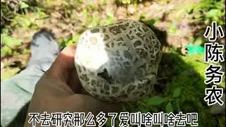 小陈自己进山寻找新地方，又遇到我们当地的松茸，捡了半背筐