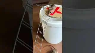 The worlds most amazing homemade mouse trap catches mice instantly #DIY #PestControl #HomeHacks