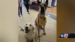Novant Health Therapy Dog Program continues to expand, helping patients and staff through tough t...