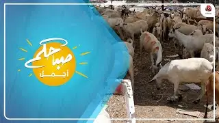 ارتفاع اسعاء الاضاحي في اليمن مع اقتراب عيد لاضحى المبارك